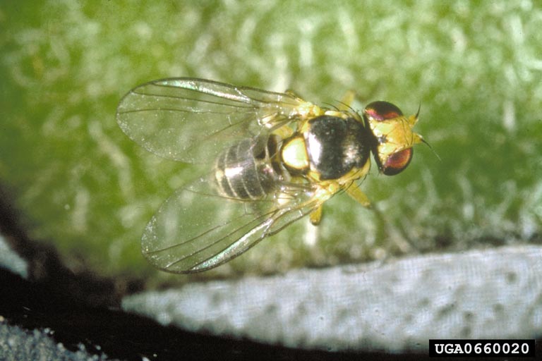 Liriomyza trifolii Archives IRAC