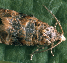 European grapevine moth